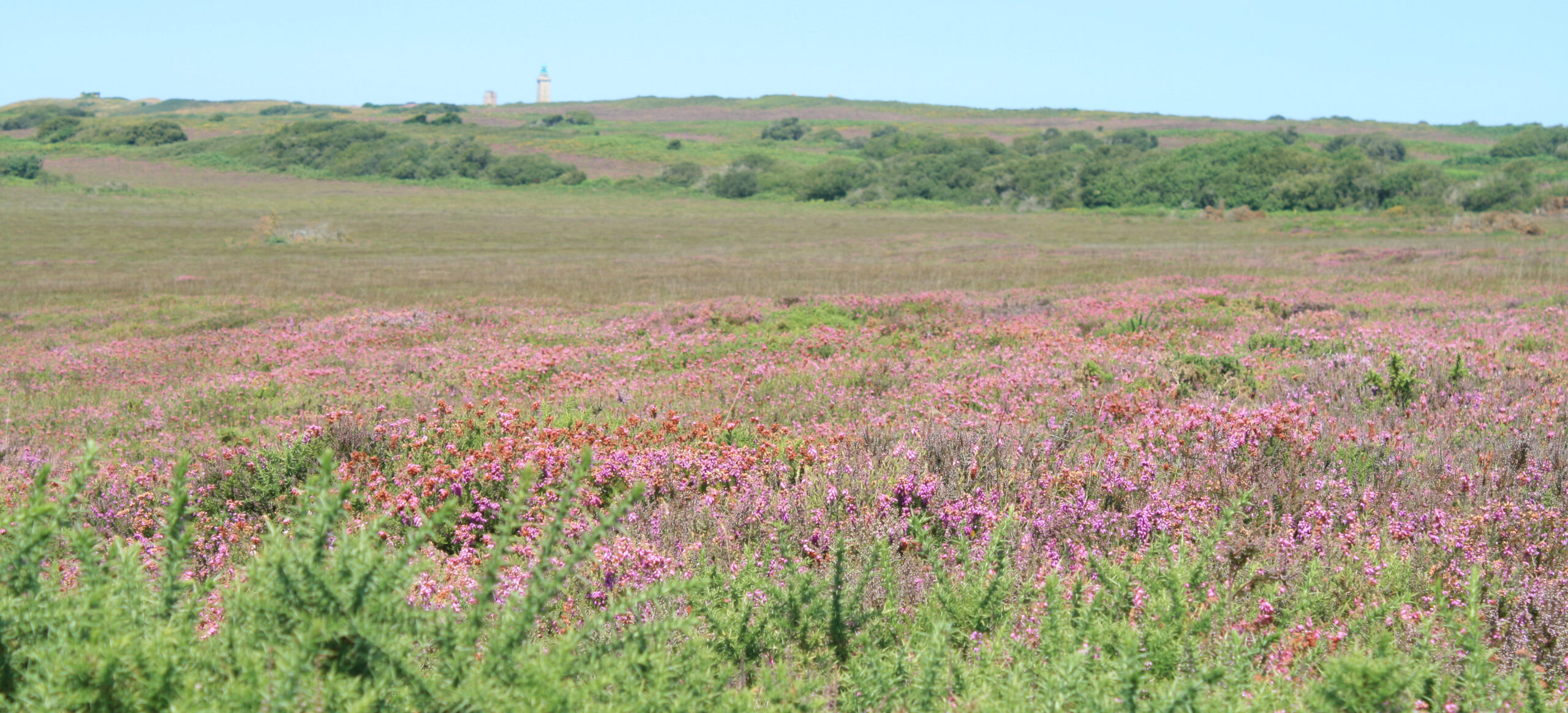 panorama bruyère Cap Fréhel